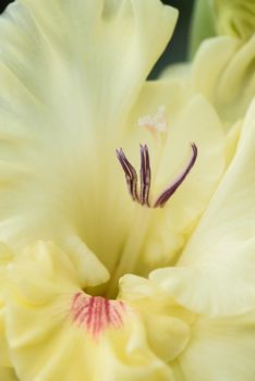 Extreme close-up of the gladiolus inflorescence with pistils and stamens in detail and very close.