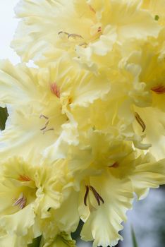 Extreme close-up of the gladiolus inflorescence with pistils and stamens in detail and very close.