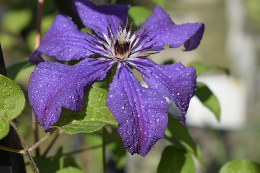Clematis flower after the rain with water droplets on the flower petals. Purple clematis branch with opened buds. Clematis Jackmanii and drops of dew