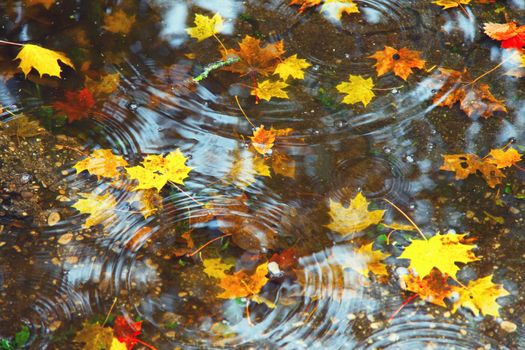 Beautiful autumn background with yellow and red leaves.