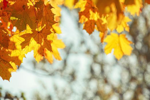 Beautiful autumn background with yellow and red leaves.