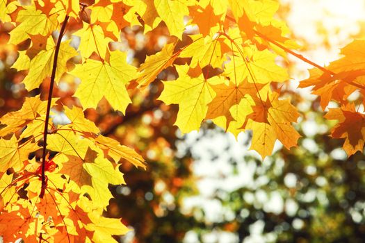 Beautiful autumn background with yellow and red leaves.