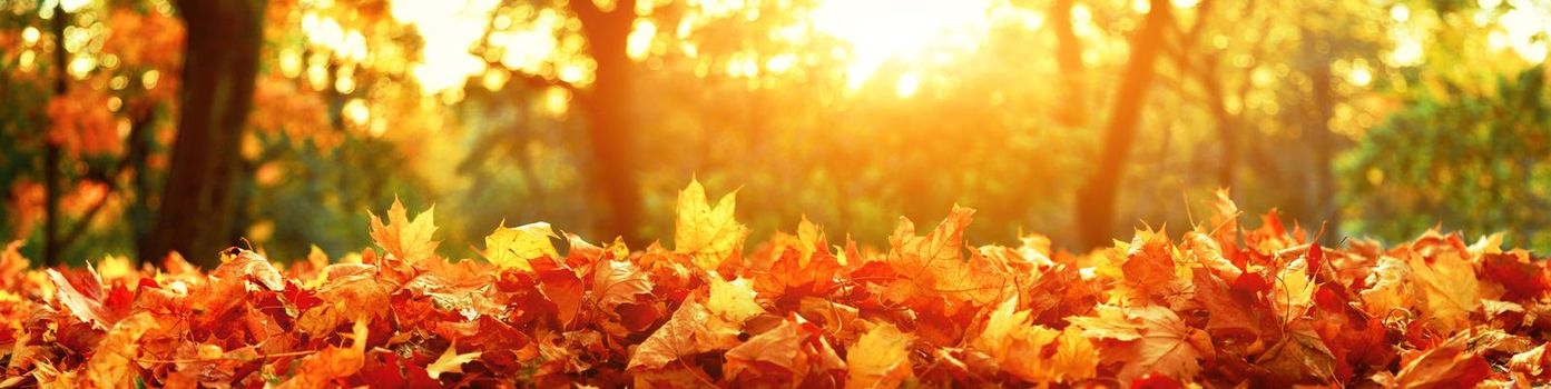 Beautiful autumn background with yellow and red leaves.