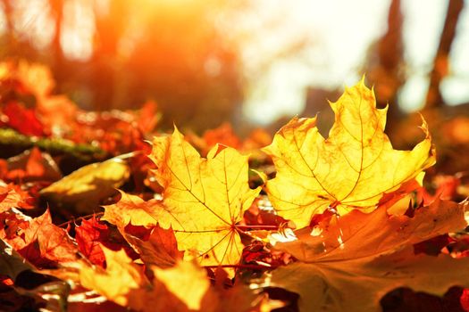 Beautiful autumn background with yellow and red leaves.