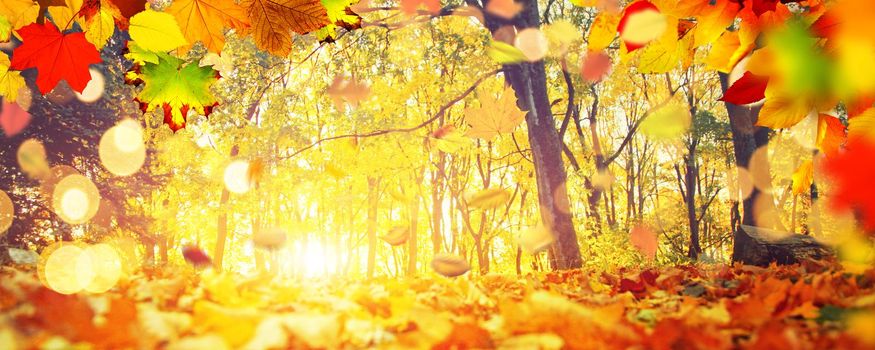 Beautiful autumn background with yellow and red leaves.