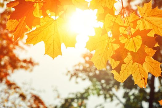 Beautiful autumn background with yellow and red leaves.