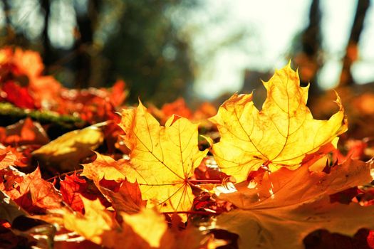 Beautiful autumn background with yellow and red leaves.