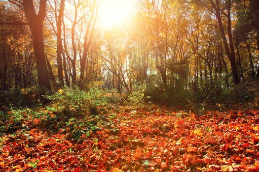 Beautiful autumn background with yellow and red leaves.