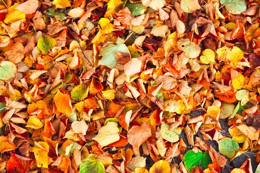 Beautiful autumn background with yellow and red leaves.