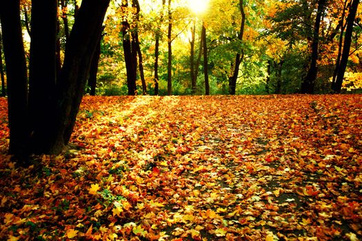 Beautiful autumn background with yellow and red leaves.