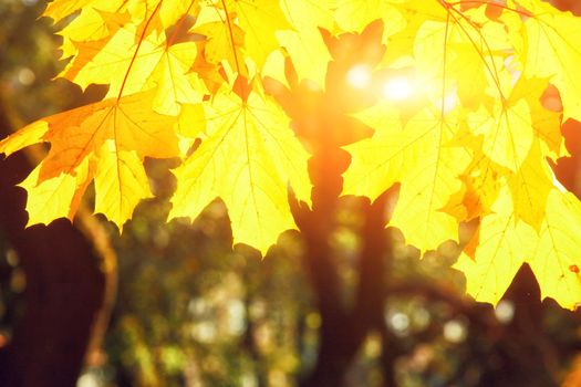 Beautiful autumn background with yellow and red leaves.