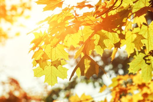 Beautiful autumn background with yellow and red leaves.