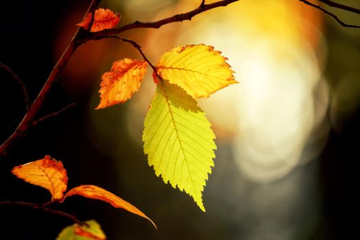 Beautiful autumn background with yellow and red leaves.