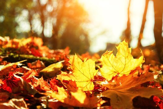 Beautiful autumn background with yellow and red leaves.