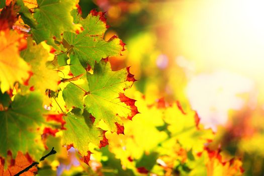 Beautiful autumn background with yellow and red leaves.