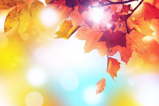 Beautiful autumn background with yellow and red leaves.