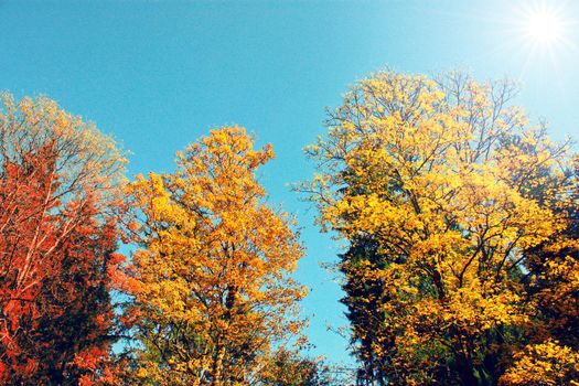 Beautiful autumn background with yellow and red leaves.