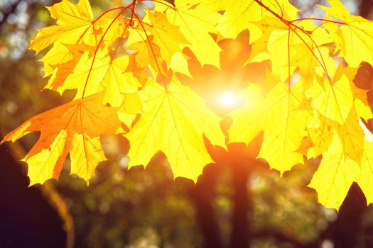 Beautiful autumn background with yellow and red leaves.