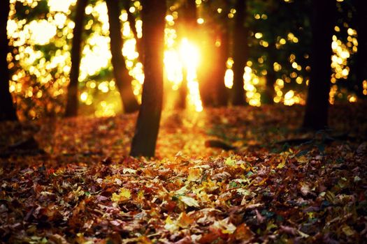 Beautiful autumn background with yellow and red leaves.