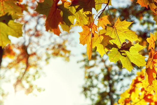 Beautiful autumn background with yellow and red leaves.