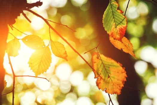 Beautiful autumn background with yellow and red leaves.