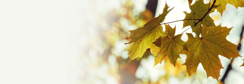 Beautiful autumn background with yellow and red leaves.