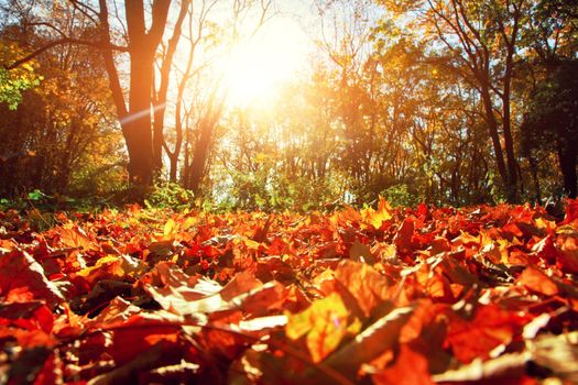 Beautiful autumn background with yellow and red leaves.