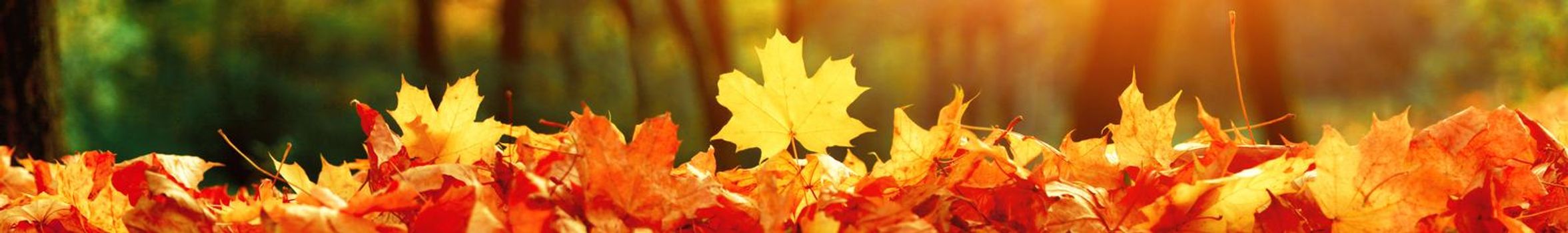 Beautiful autumn background with yellow and red leaves.