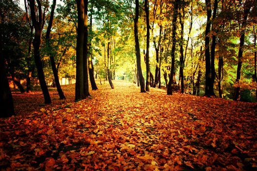 Beautiful autumn background with yellow and red leaves.