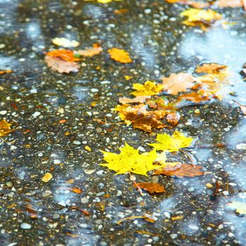 Beautiful autumn background with yellow and red leaves.