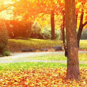 Beautiful autumn background with yellow and red leaves.