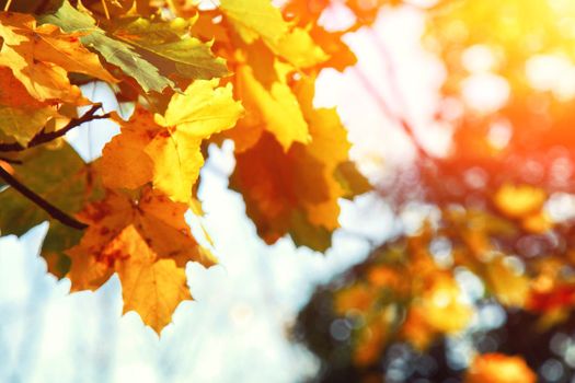 Beautiful autumn background with yellow and red leaves.