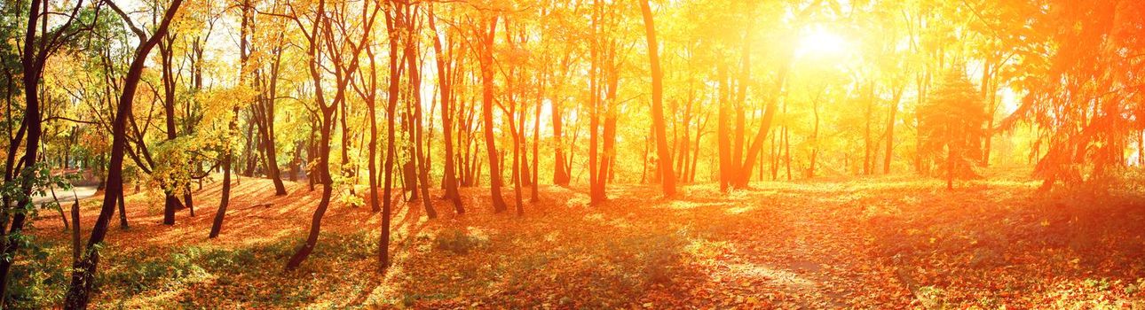 Beautiful autumn background with yellow and red leaves.