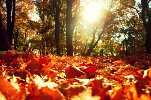 Beautiful autumn background with yellow and red leaves.