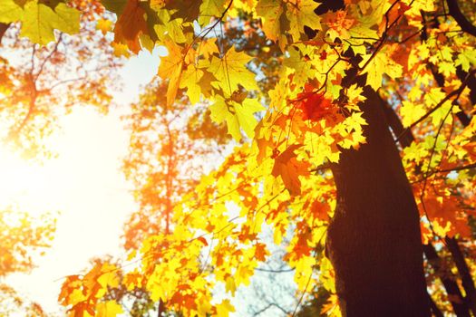 Beautiful autumn background with yellow and red leaves.