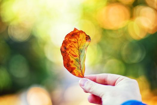 Beautiful autumn background with yellow and red leaves.