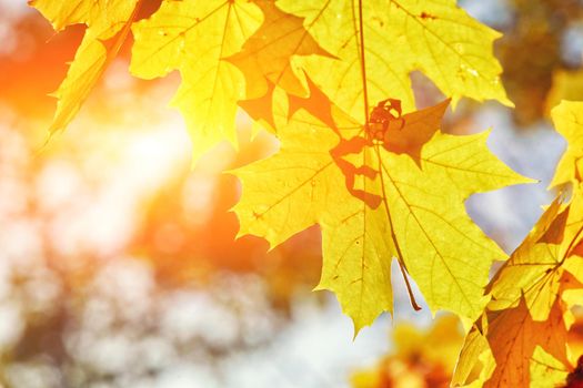 Beautiful autumn background with yellow and red leaves.