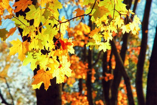 Beautiful autumn background with yellow and red leaves.