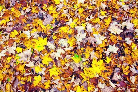 Beautiful autumn background with yellow and red leaves.