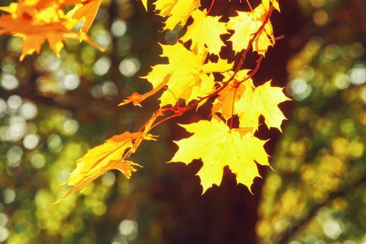 Beautiful autumn background with yellow and red leaves.