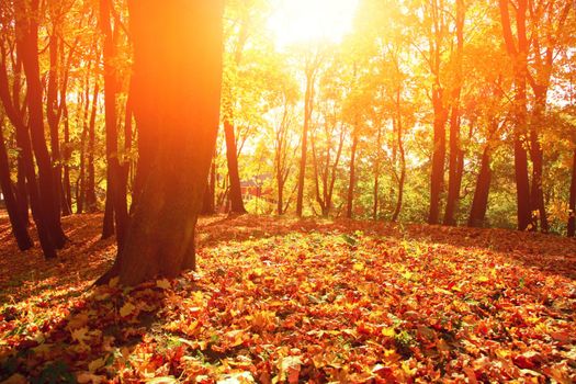 Beautiful autumn background with yellow and red leaves.