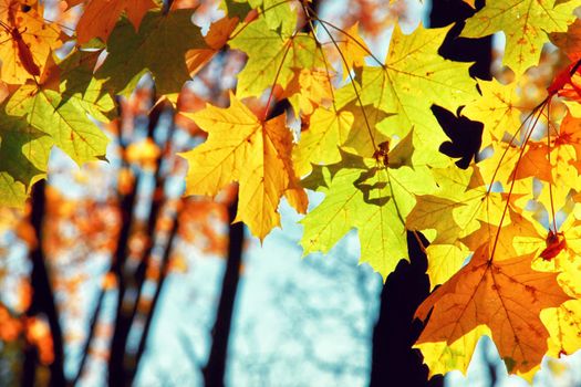 Beautiful autumn background with yellow and red leaves.