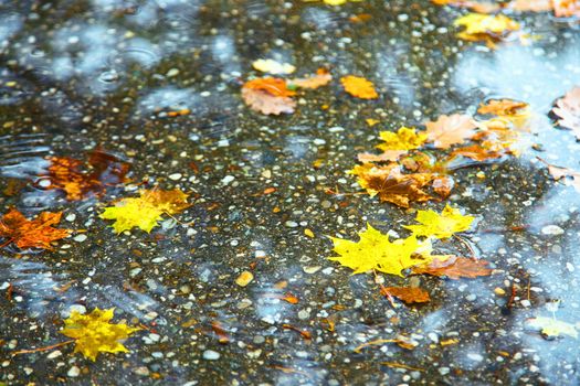 Beautiful autumn background with yellow and red leaves.