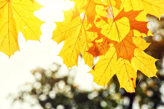 Beautiful autumn background with yellow and red leaves.