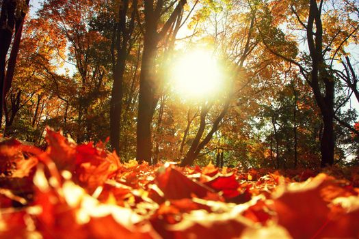 Beautiful autumn background with yellow and red leaves.