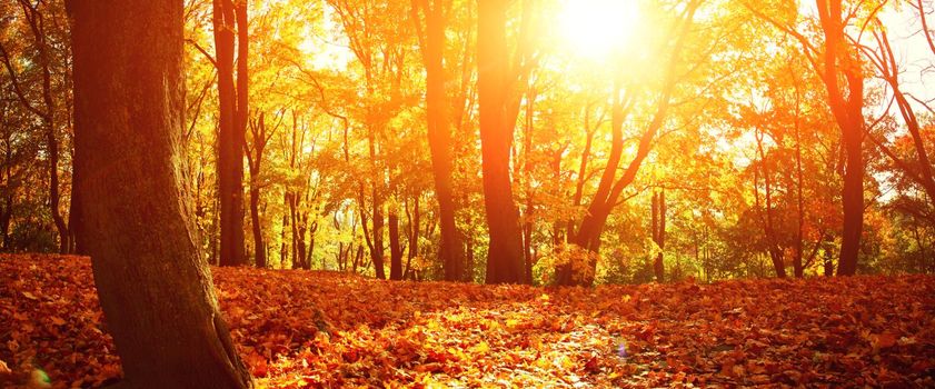 Beautiful autumn background with yellow and red leaves.