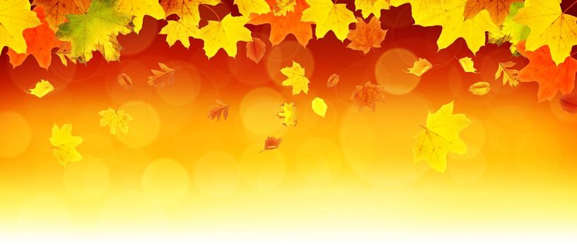 Beautiful autumn background with yellow and red leaves.