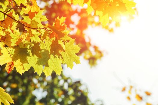 Beautiful autumn background with yellow and red leaves.