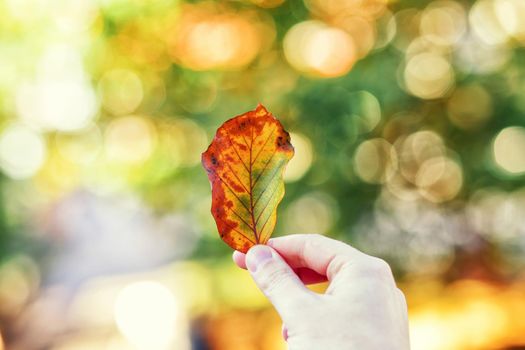 Beautiful autumn background with yellow and red leaves.