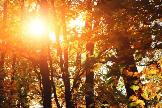 Beautiful autumn background with yellow and red leaves.